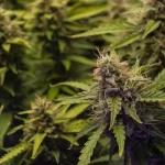 How to Use a VPD Chart for Cannabis to Optimize Growth and Maximize Yields