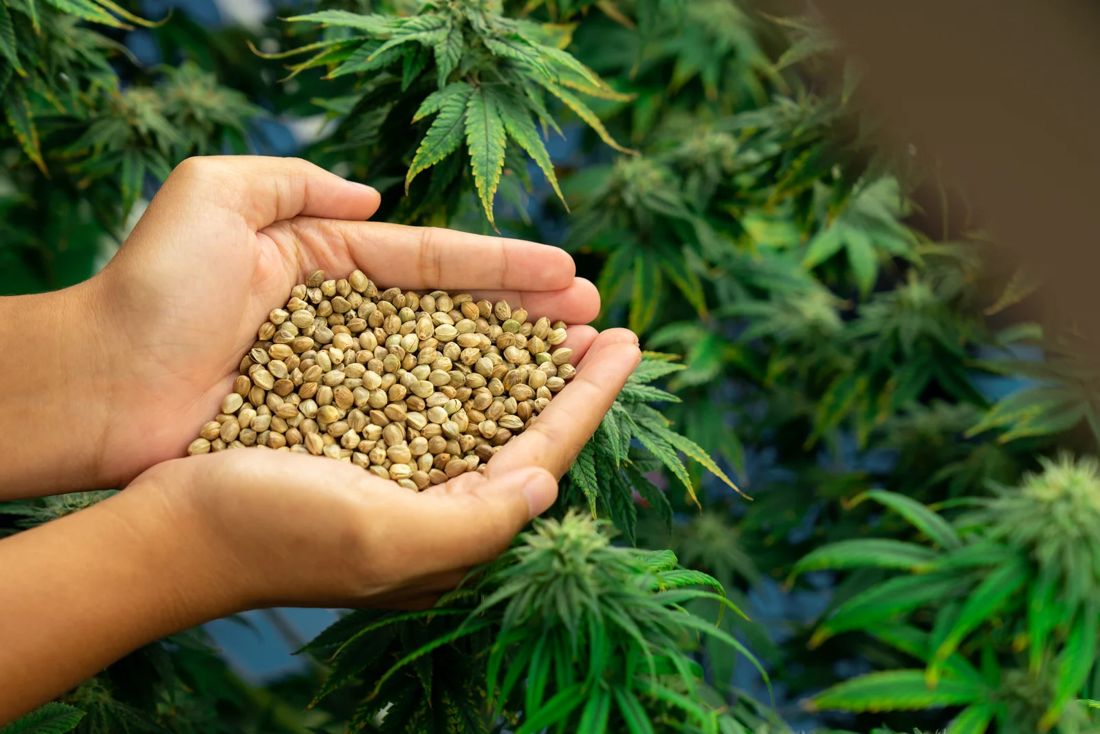 Hands holding a large pile of Triploid Cannabis Seeds in front of lush green cannabis plants, showcasing advanced seed genetics and healthy growth.