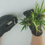 Unveiling Nature’s Secret: The Mysterious Science Behind How Rooting Hormones Work Wonders