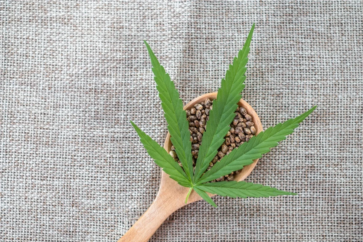A wooden spoon filled with Triploid Cannabis Seeds topped with a fresh green cannabis leaf on burlap fabric, symbolizing sustainable cultivation.