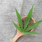 Unlocking the Future of Cultivation: The Surprising Potential of Triploid Cannabis Seeds