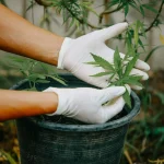Sowing the Seeds of Success: Discovering When to Plant Cannabis