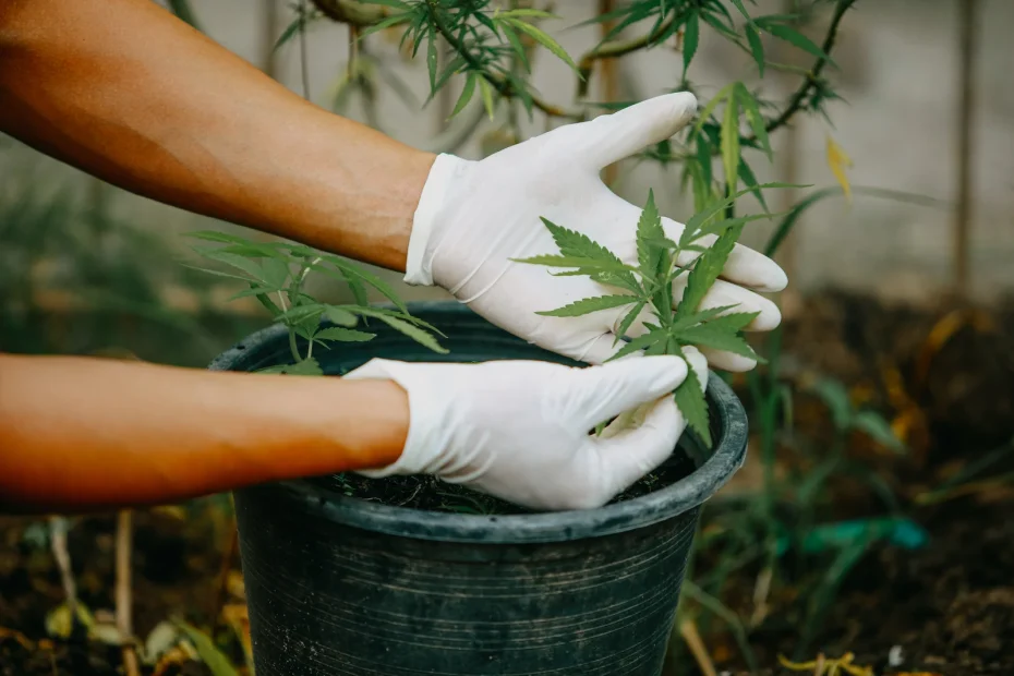Gardener wearing white gloves carefully tending to a young cannabis plant in a black pot, showing proper techniques for determining when to plant cannabis.