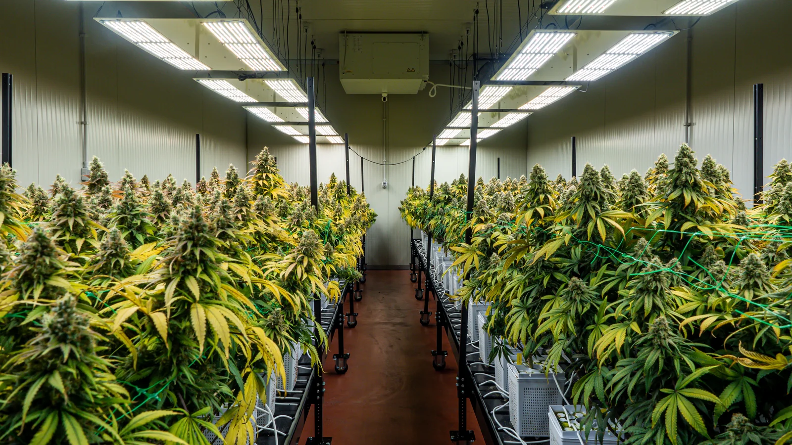 Rows of mature cannabis plants growing indoors under LED lights, representing the cultivation phase of the cannabis supply chain.