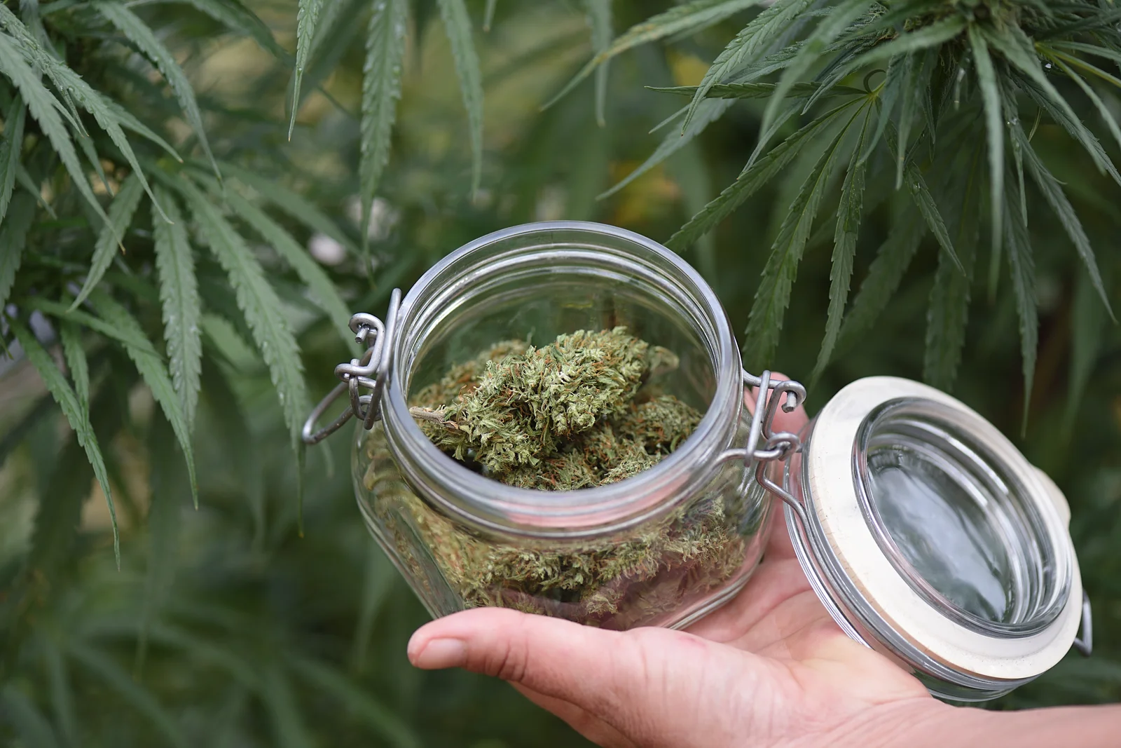 A hand holding an open glass jar filled with dried cannabis flowers in front of a cannabis plant, illustrating harvested results supported by a cannabis nutrient kit.
