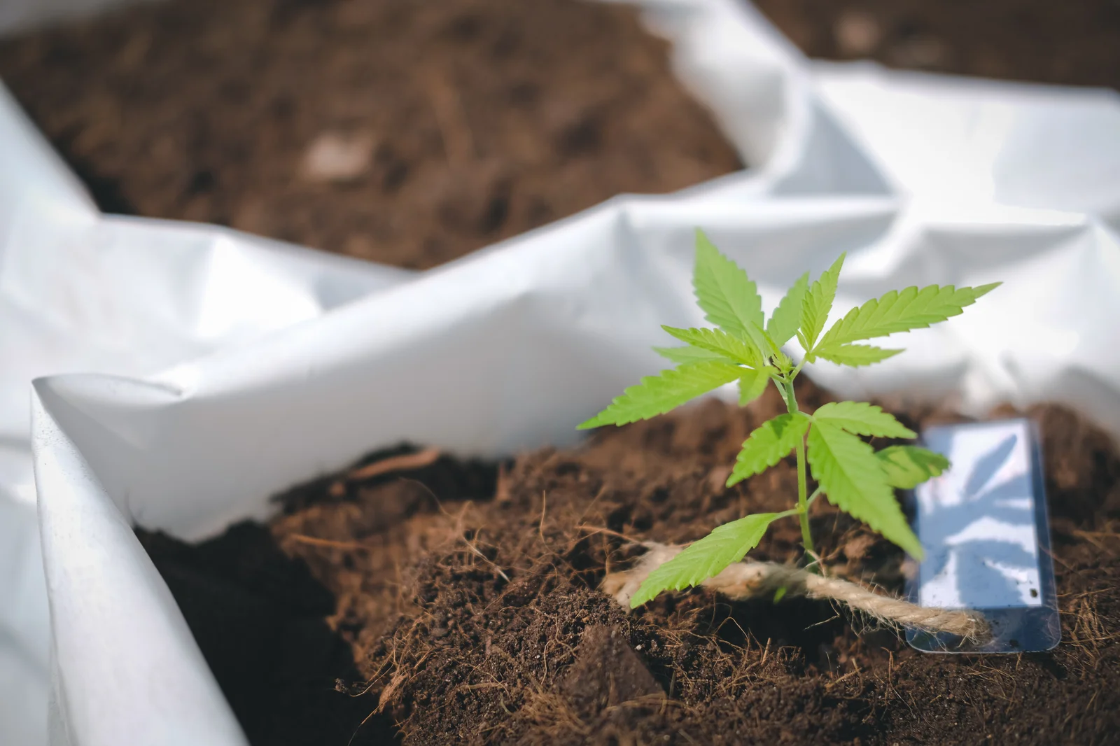 A small green seedling growing in nutrient-rich soil, showing healthy early growth supported by the best organic fertilizer for seedlings.