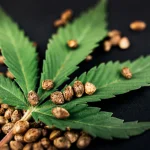 Why Your Cannabis Seedling Develops Brown Spots and How to Revive It