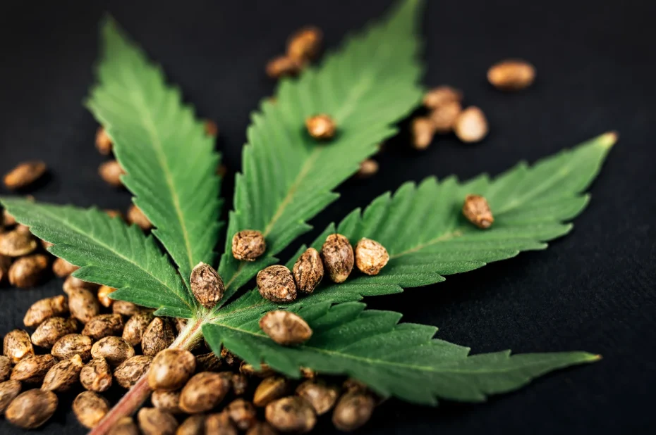 Close-up of hemp seeds scattered on a cannabis leaf, illustrating early growth concerns such as cannabis seedling brown spots.