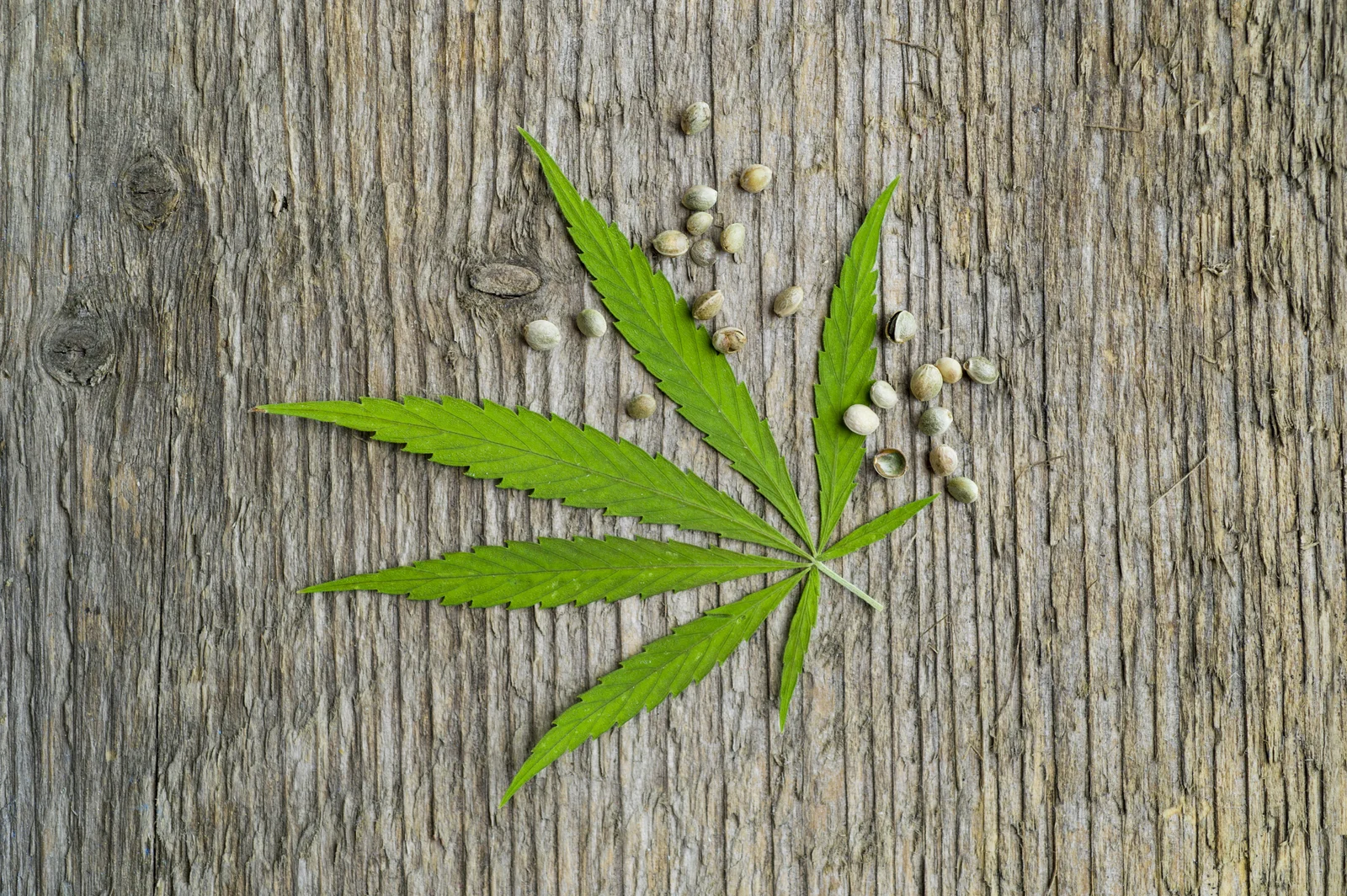 Green cannabis leaf and scattered seeds on rustic wooden surface, highlighting potential early grow problems like cannabis seedling brown spots.