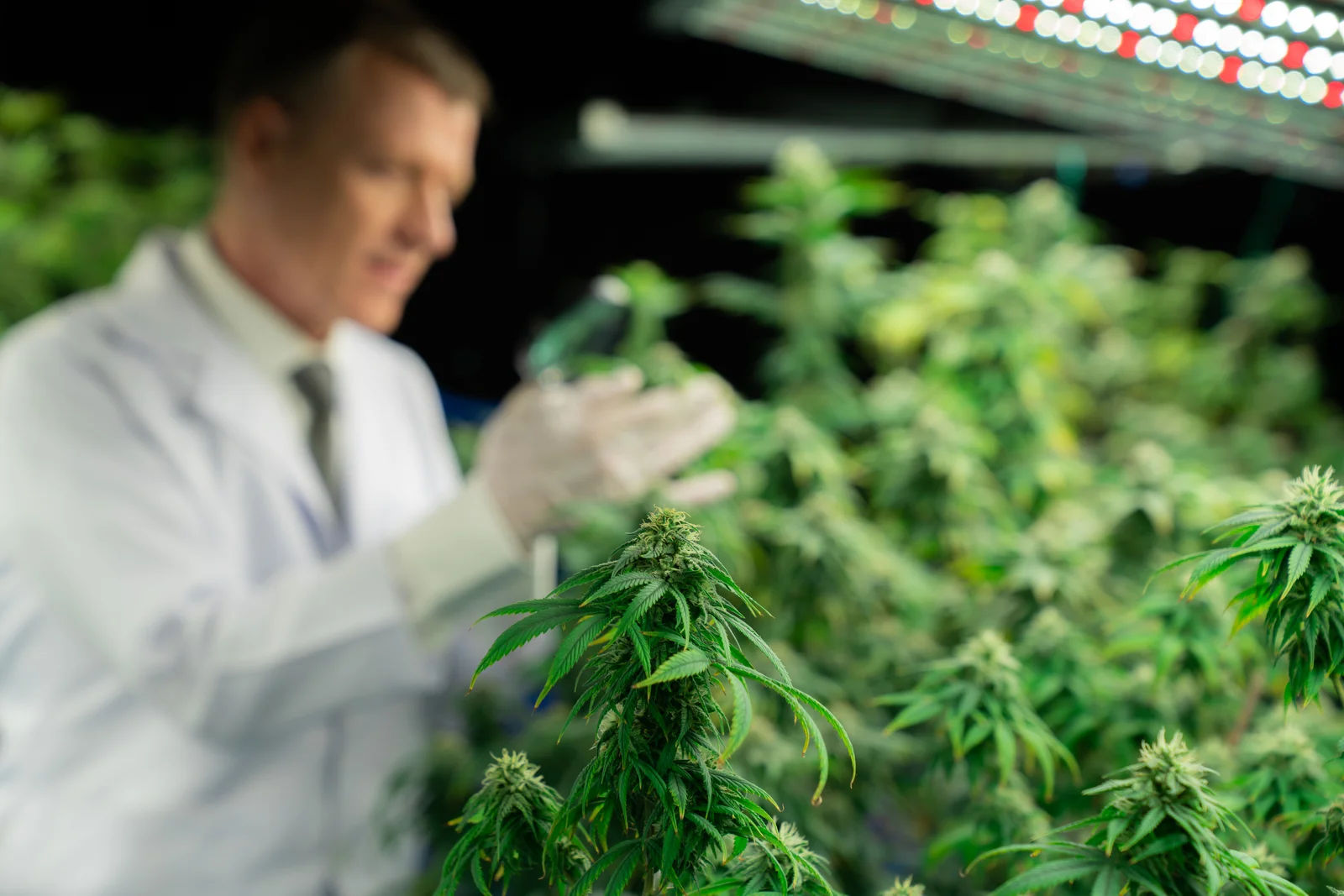 A scientist inspecting cannabis buds with a magnifying glass inside a grow facility, showing quality control within the cannabis supply chain.