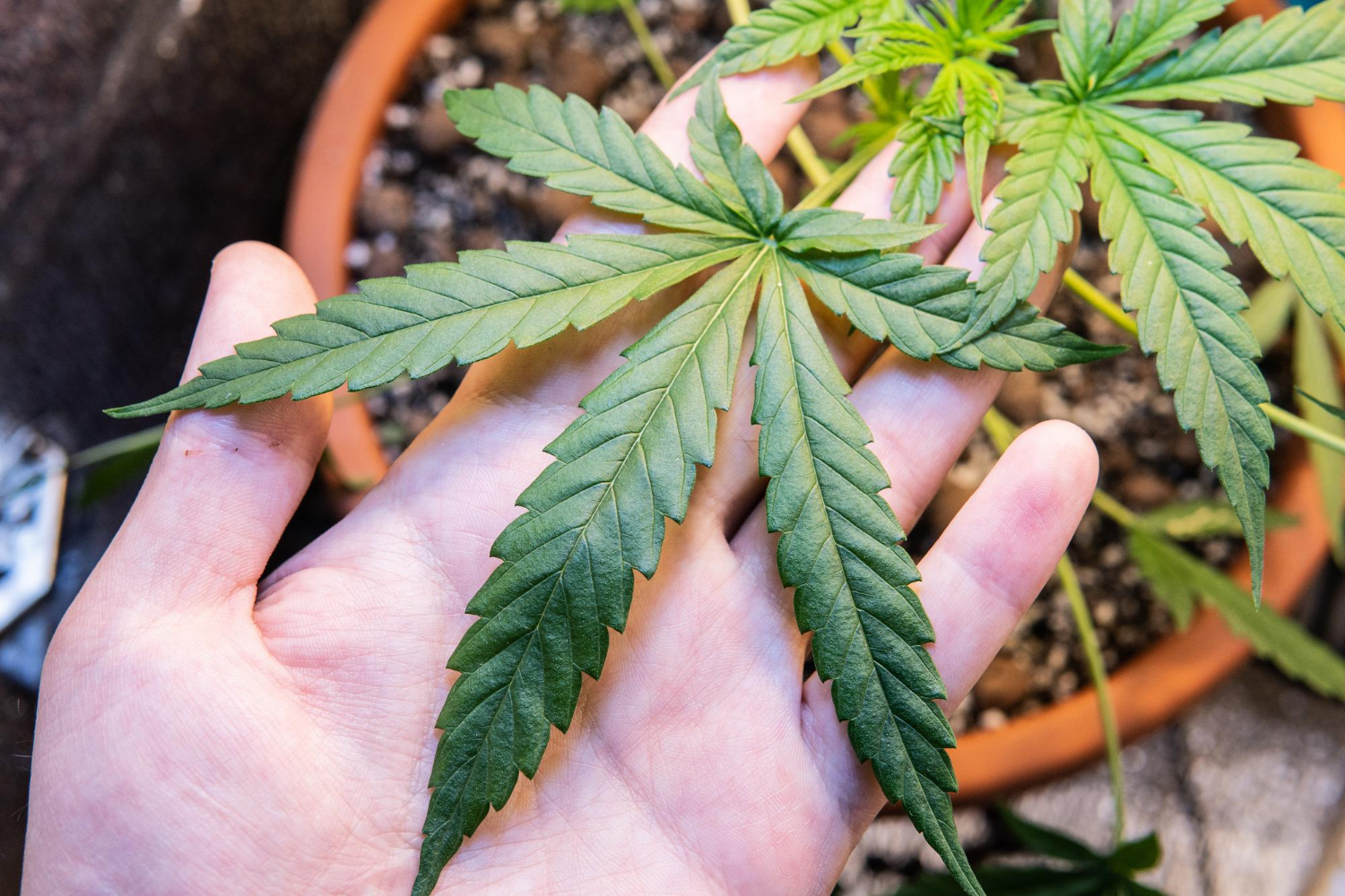 image of man holding a cannabis plant