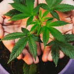 The Hermaphrodite Chronicles: Unlocking Secrets to Transforming Hermaphroditic Cannabis Plants into Growing Goldmines