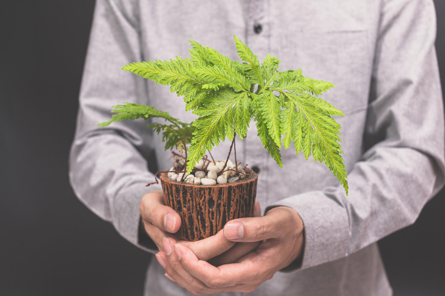 How to care for a cannabis plant: hands holding potted plant