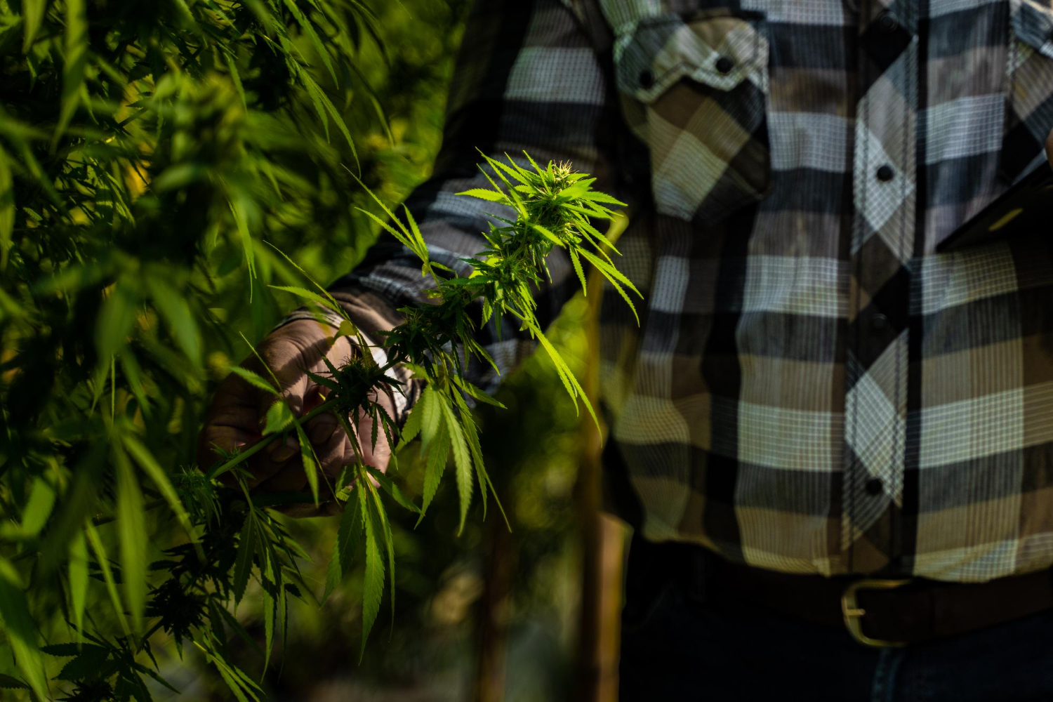 Grower inspecting cannabis plant leaves for early discoloration and stress using cannabis yellowing tips.