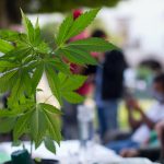 Unlock the Secrets: Expert Cannabis Yellowing Tips for Thriving Greenery