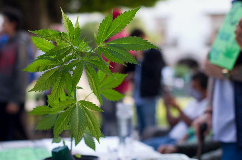 Healthy young cannabis plant on display, often referenced in cannabis yellowing tips to compare normal leaf color.