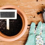 Unlock the Secret to Thriving Greenery: Discover the Best Organic Fertilizer for Seedlings Today!