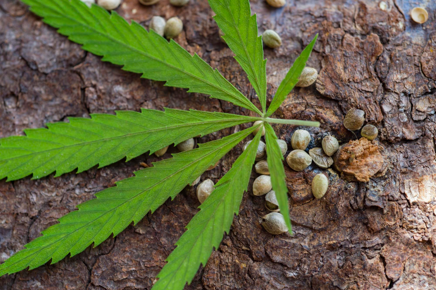 Cannabis leaf and seeds on bark illustrating early plant health issues linked to thrips on cannabis infestations.