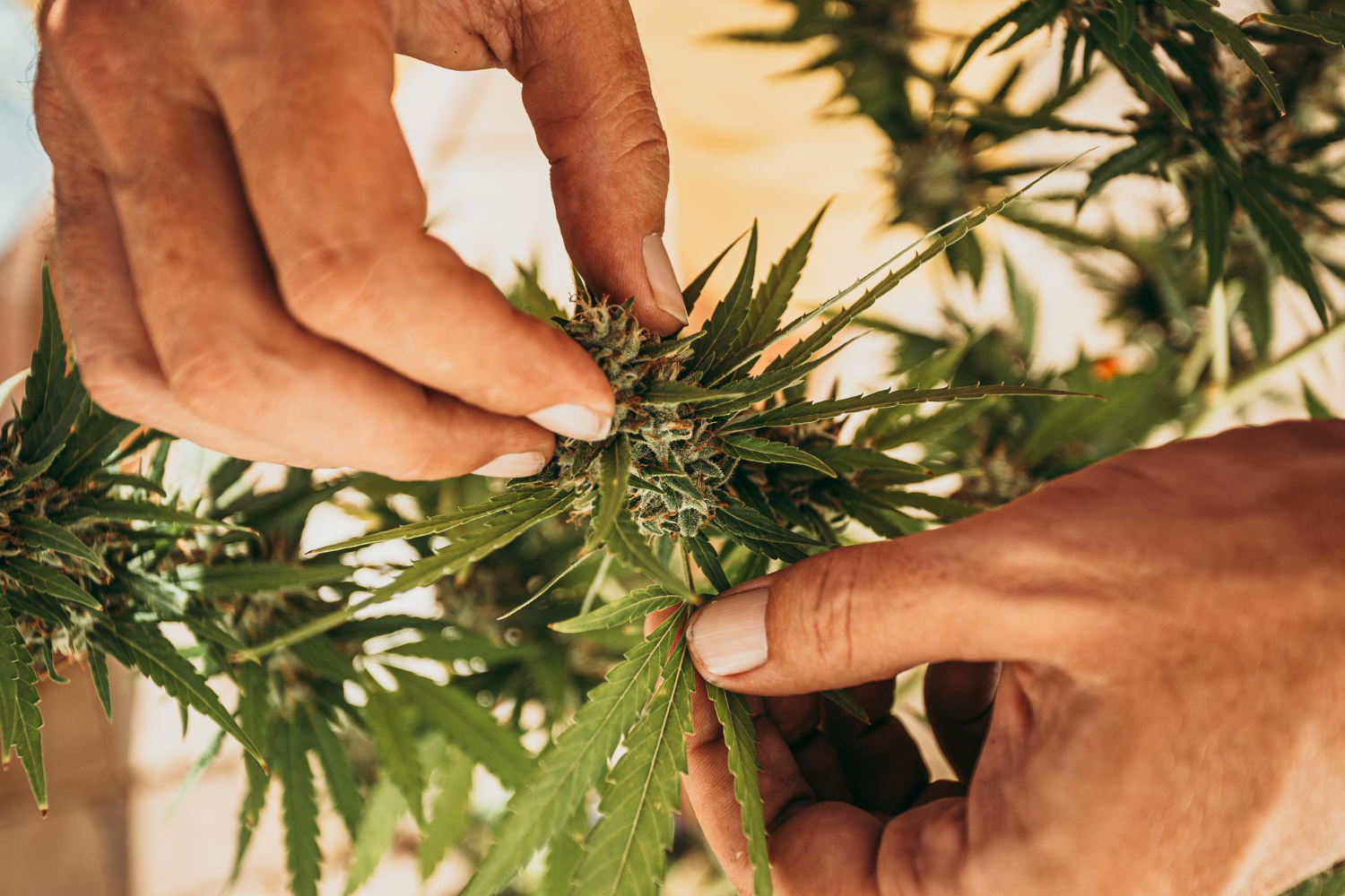 A grower inspecting a healthy cannabis plant, showcasing the strong foundation and long-term results of starting a grow with the best organic fertilizer for seedlings.