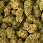 Revolutionizing Cultivation: The Unseen Power of Triploid Cannabis in Modern Agriculture