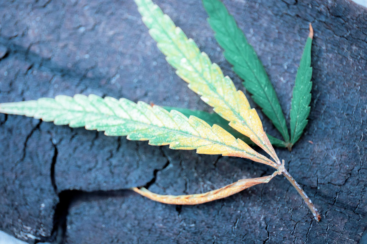 Close-up of cannabis leaves with stippling and yellowing caused by thrips on cannabis.