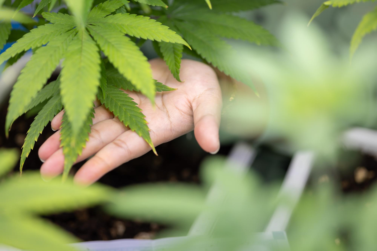 How to care for a cannabis plant: hand inspecting leaves