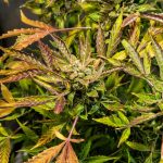 Battle of the Buds: Crafting a Green Revolution Against Thrips on Cannabis Plants