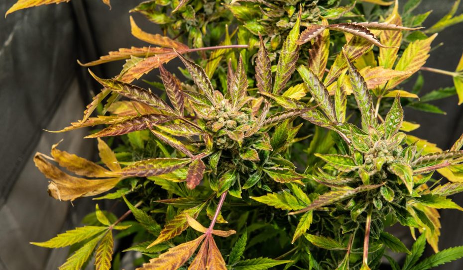 Cannabis plant with discolored, damaged leaves showing symptoms of thrips on cannabis during late flowering.