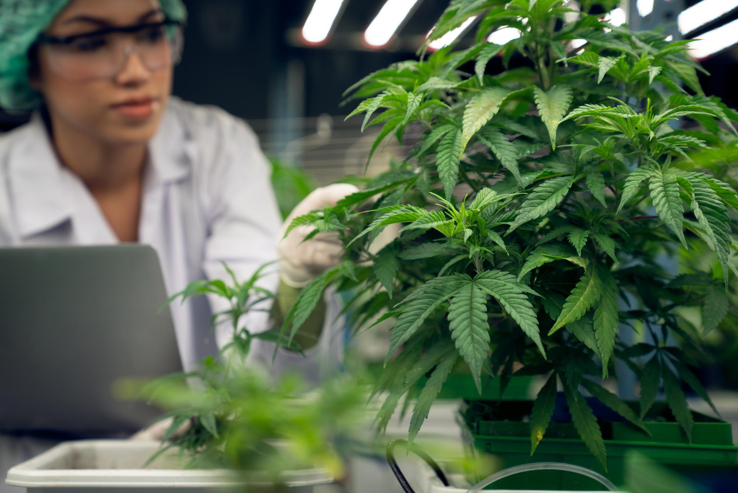 Scientist inspecting cannabis plants in a controlled grow facility as part of cannabis compliance consulting and regulatory oversight.