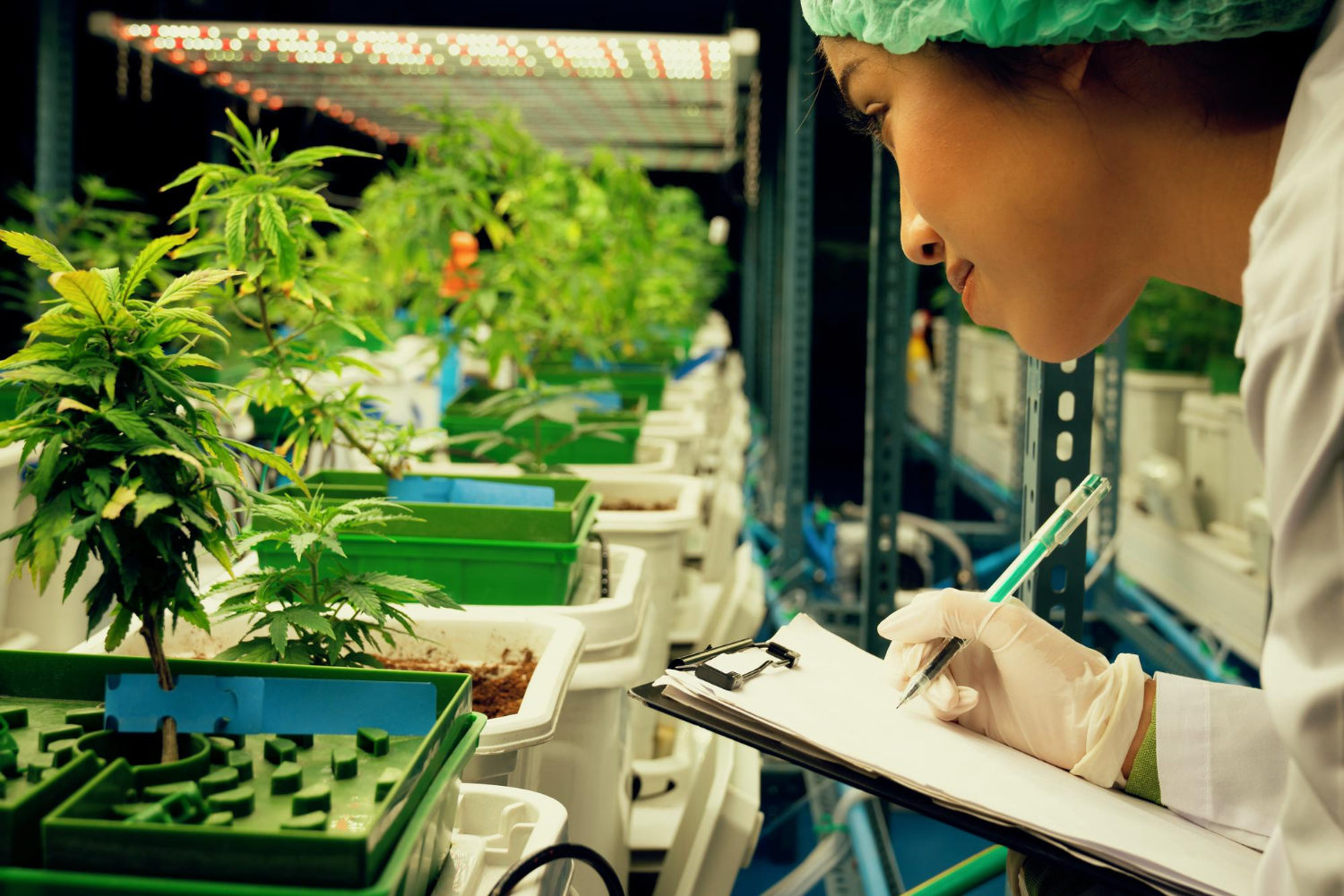 A scientist recording data in an indoor cannabis facility to ensure consistent quality control in agricultural supply chain production planning