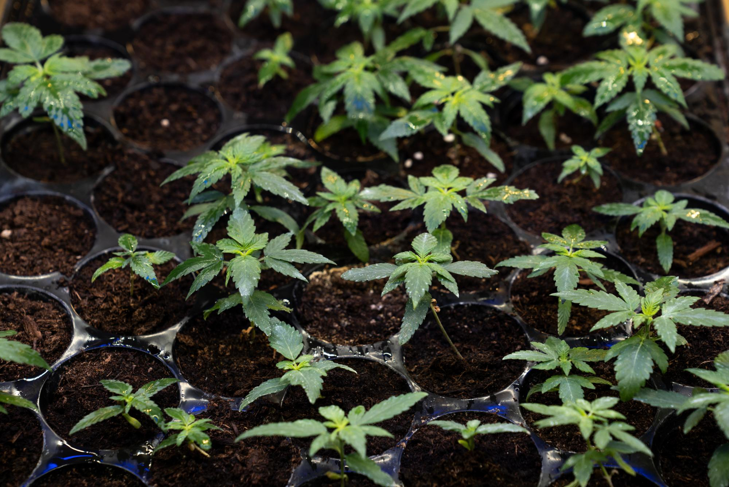 Close-up of young healthy cannabis plants in a starter tray, demonstrating the vigorous growth achieved when using the best organic fertilizer for seedlings.
