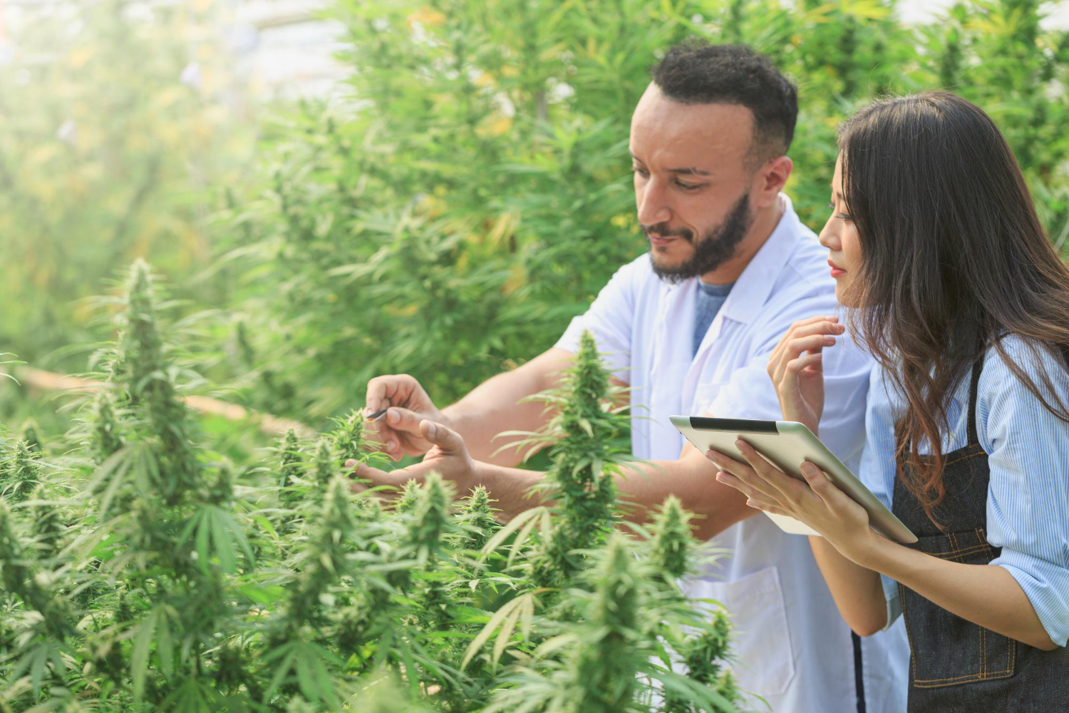 Two people inspecting cannabis plants outdoors