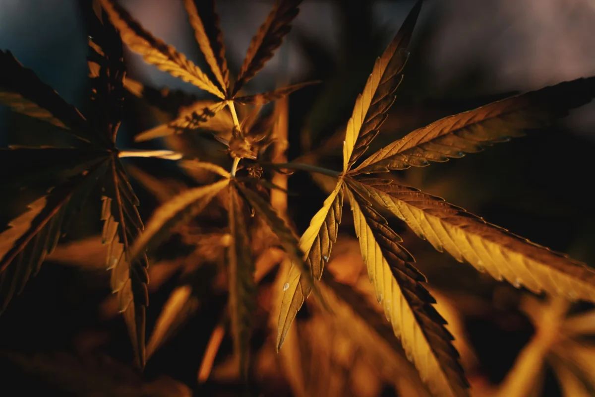 A close-up of cannabis leaves under warm lighting, displaying discoloration and stress symptoms often associated with cannabis leaf problems.