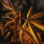 Unmasking Nature’s Signals: Decoding the Secret Language of Cannabis Leaf Problems