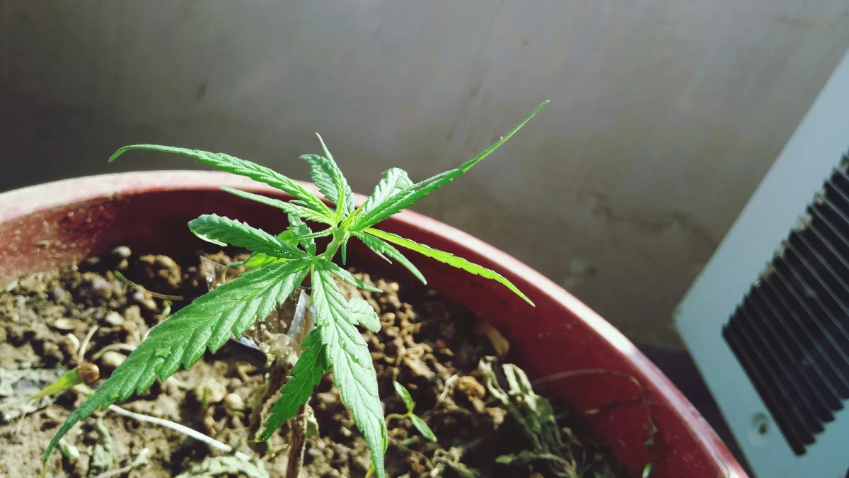 A young CBD plant growing in a red pot with healthy green leaves, illustrating early growth stages for guides on How to Grow CBD Flower at Home.