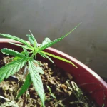 Unlocking the Secret Garden: A Journey into Growing CBD Flowers at Home