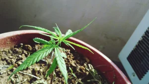 A young CBD plant growing in a red pot with healthy green leaves, illustrating early growth stages for guides on How to Grow CBD Flower at Home.