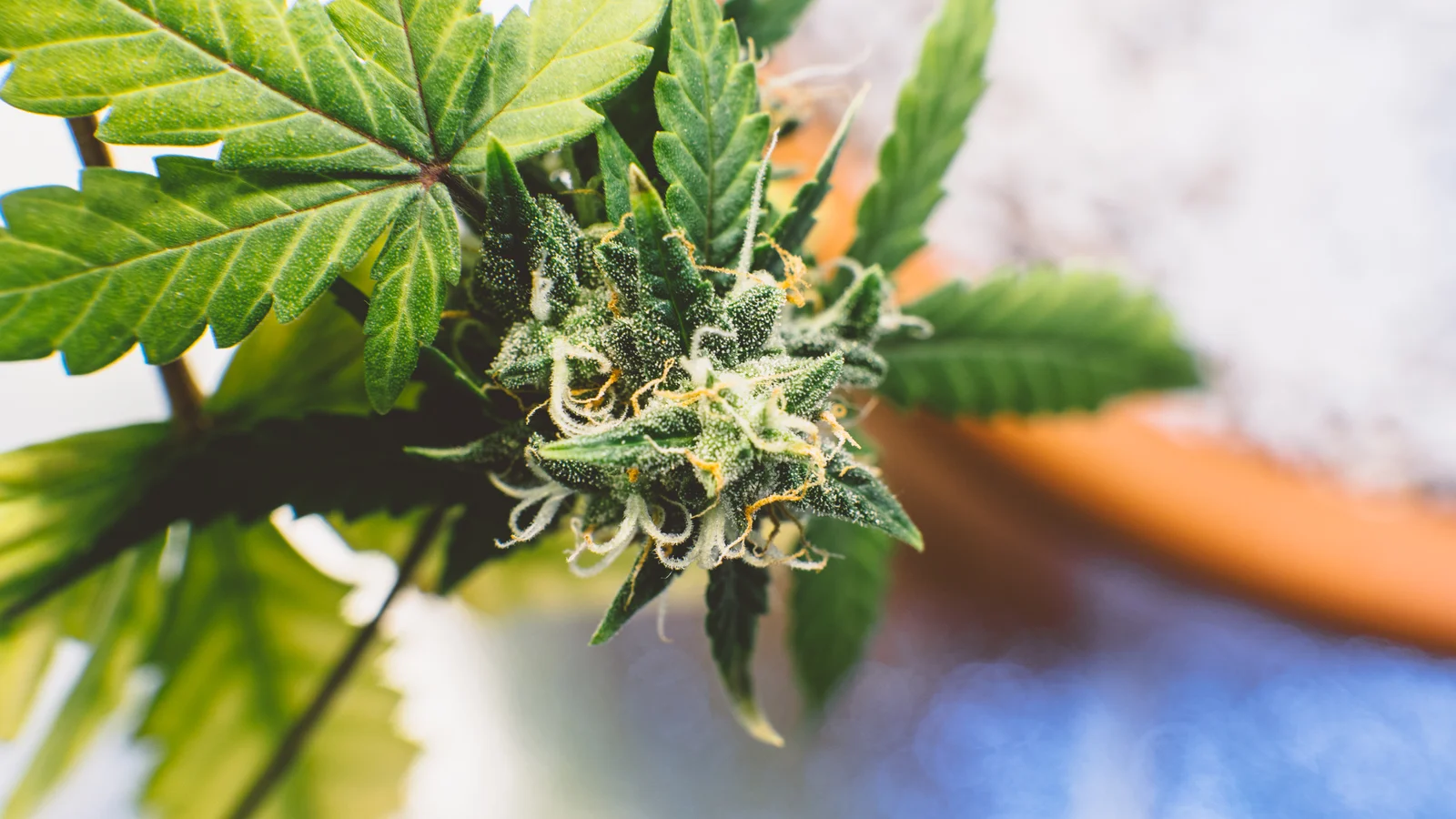 A close-up of developing CBD flower buds covered in trichomes, showing what to expect during blooming when learning How to Grow CBD Flower at Home.