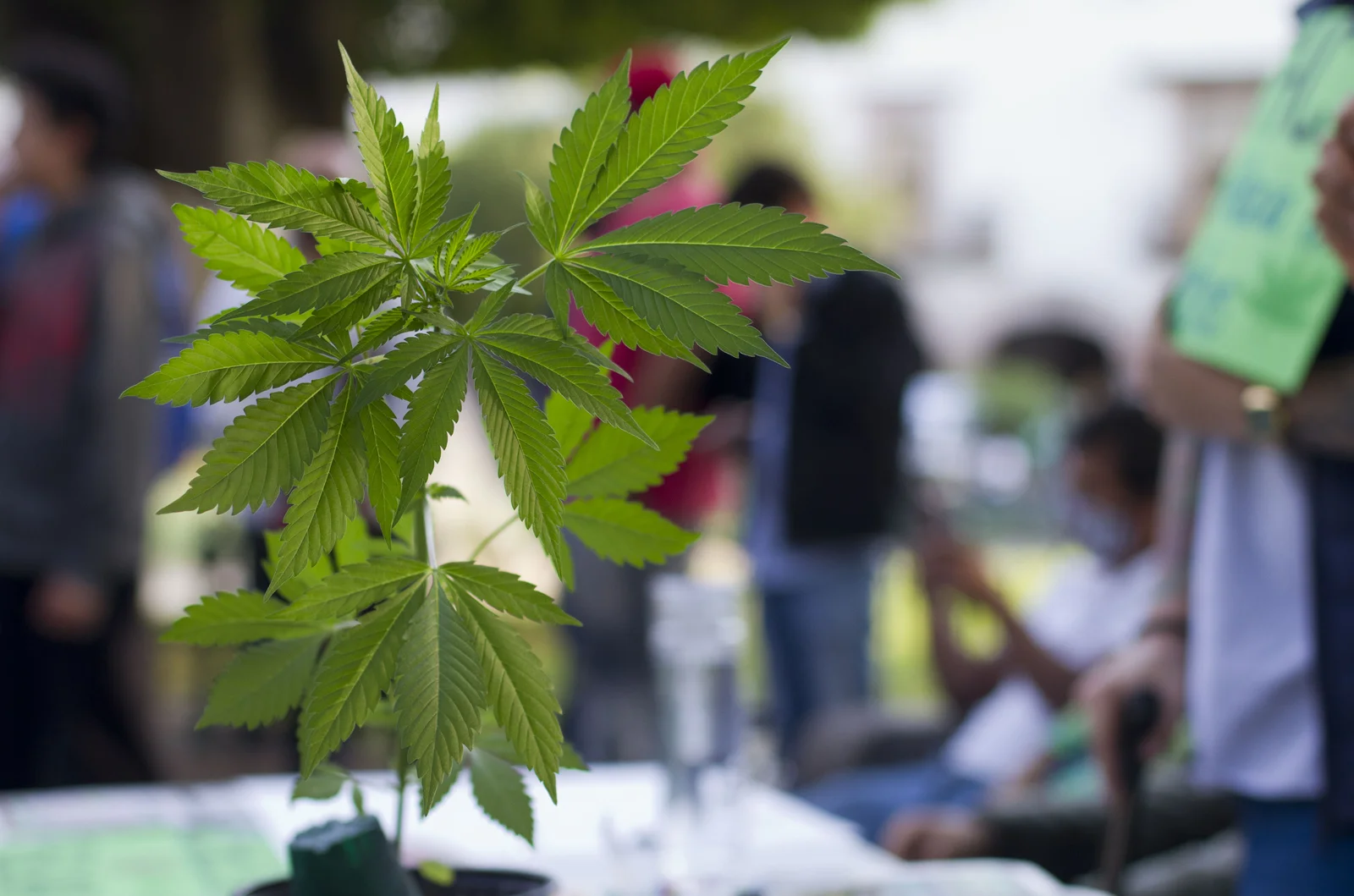A close-up of a cannabis plant on display at an outdoor gathering, highlighting cultivation demonstrations often seen at cannabis industry events.