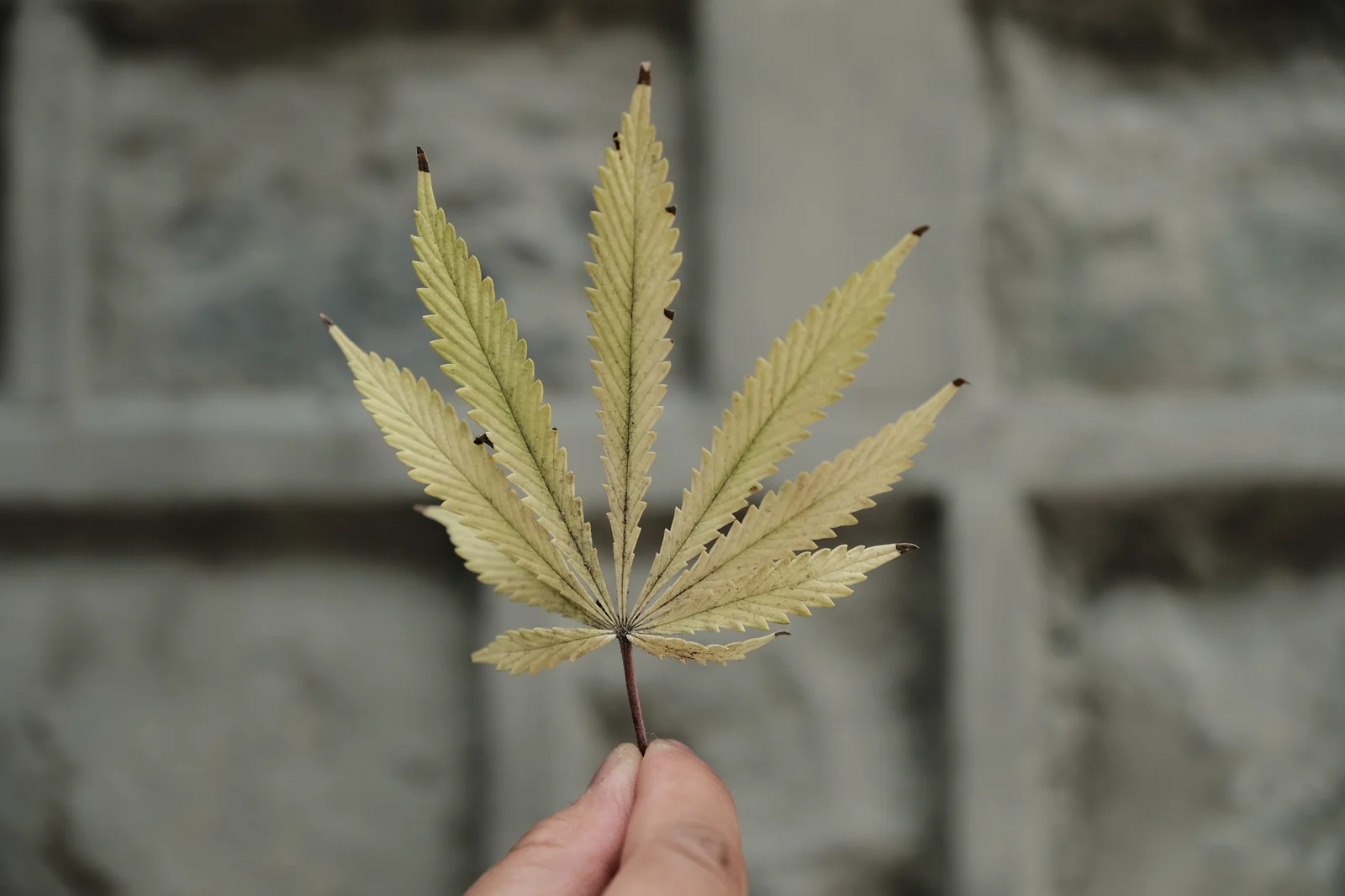 A hand holding a yellowing cannabis leaf with brown tips, showing signs of nutrient deficiencies and common cannabis leaf problems.