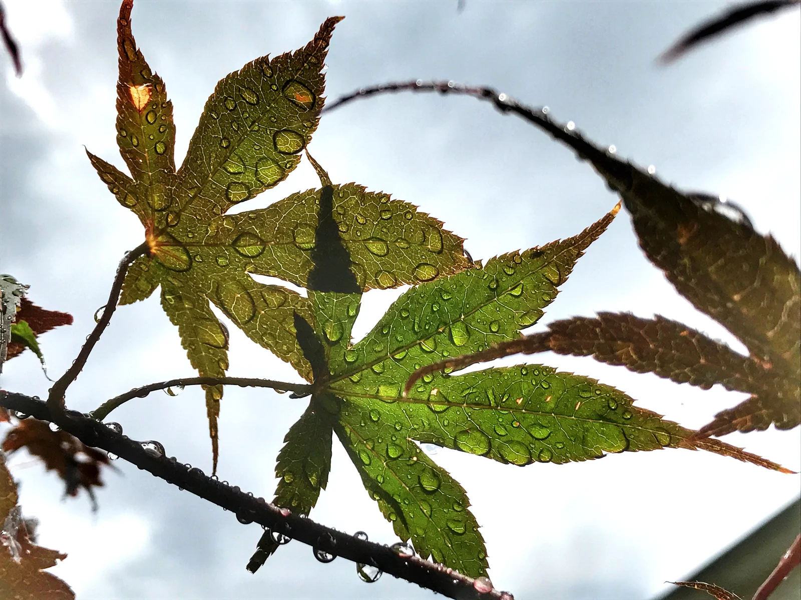 A backlit leaf covered in water droplets, highlighting spotting and color changes that can indicate early cannabis leaf problems.