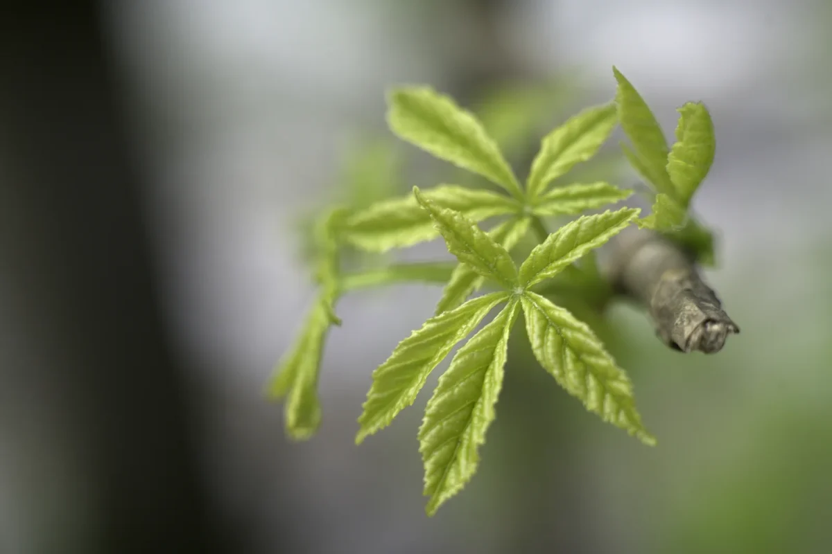 Close-up of young cannabis leaves on a branch, highlighting delicate new growth that can be vulnerable to thrips on cannabis during early plant development.