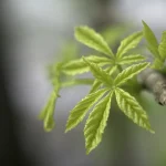 Crafting a Green Revolution Against Thrips on Cannabis