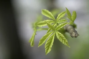 Close-up of young cannabis leaves on a branch, highlighting delicate new growth that can be vulnerable to thrips on cannabis during early plant development.