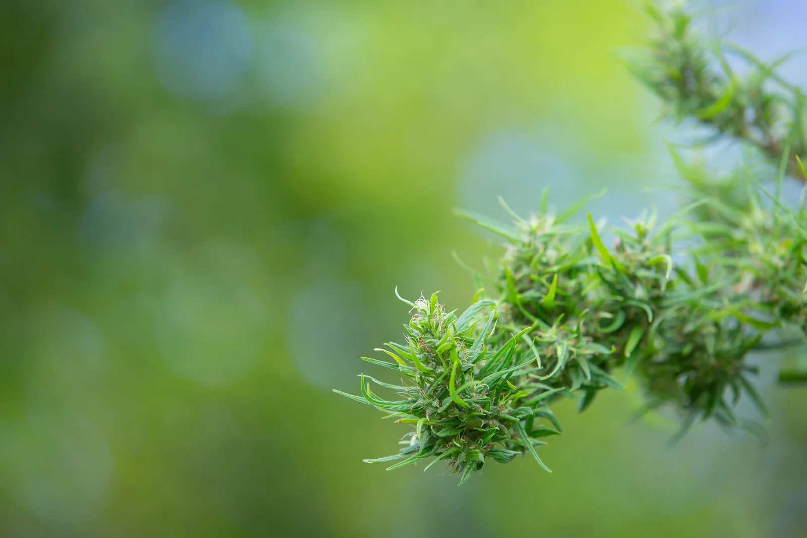 Green cannabis buds growing outdoors with visible trichomes, illustrating areas where thrips on cannabis typically feed and cause leaf and bud damage.