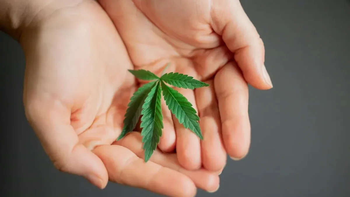 Person holding a cannabis leaf