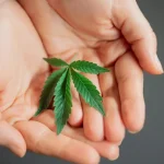 Nurturing Nature’s Green Jewel: Expert Secrets on How to Care for a Cannabis Plant