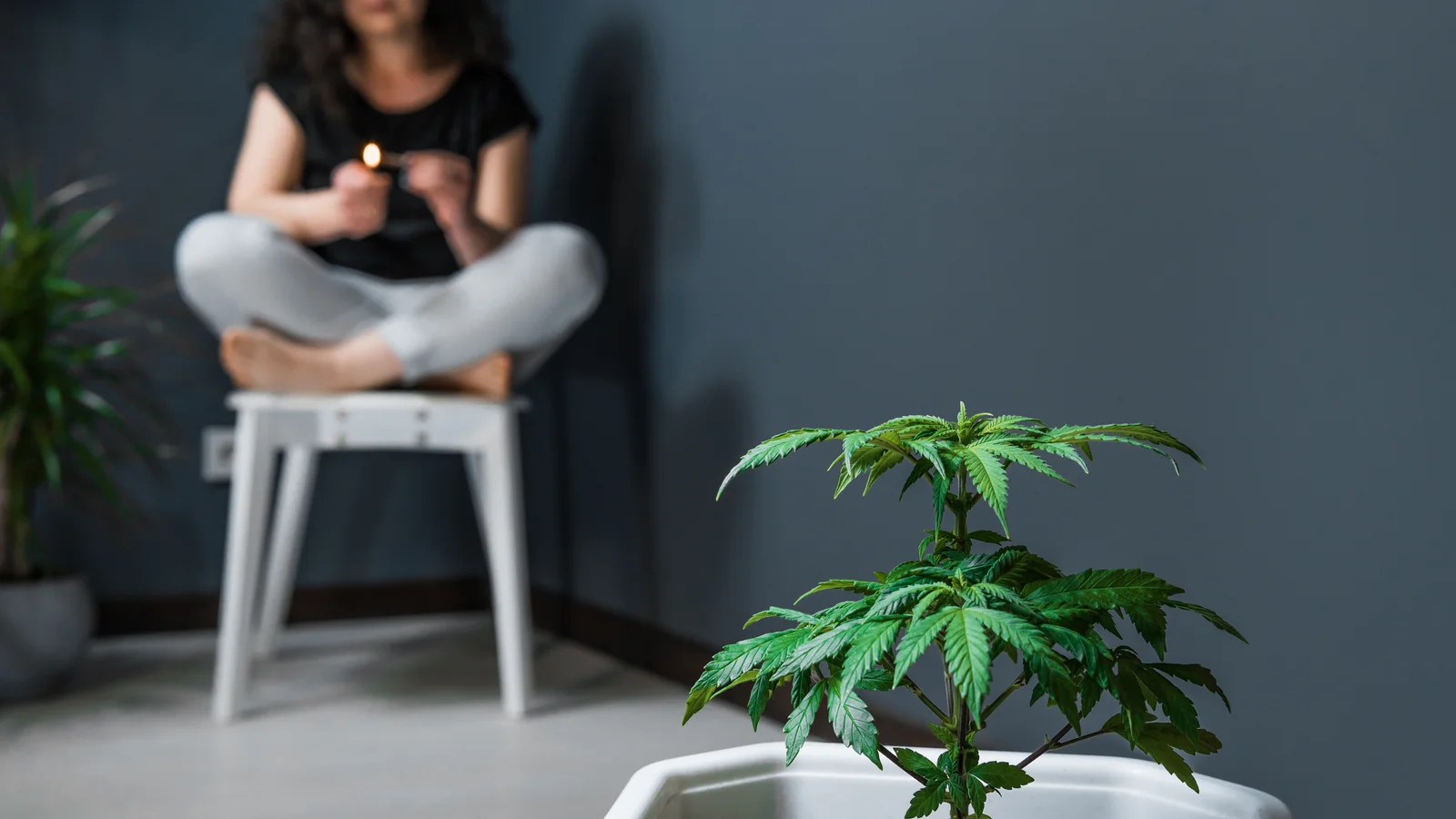 A potted CBD plant indoors with a person sitting in the background, representing indoor cultivation setups for How to Grow CBD Flower at Home.