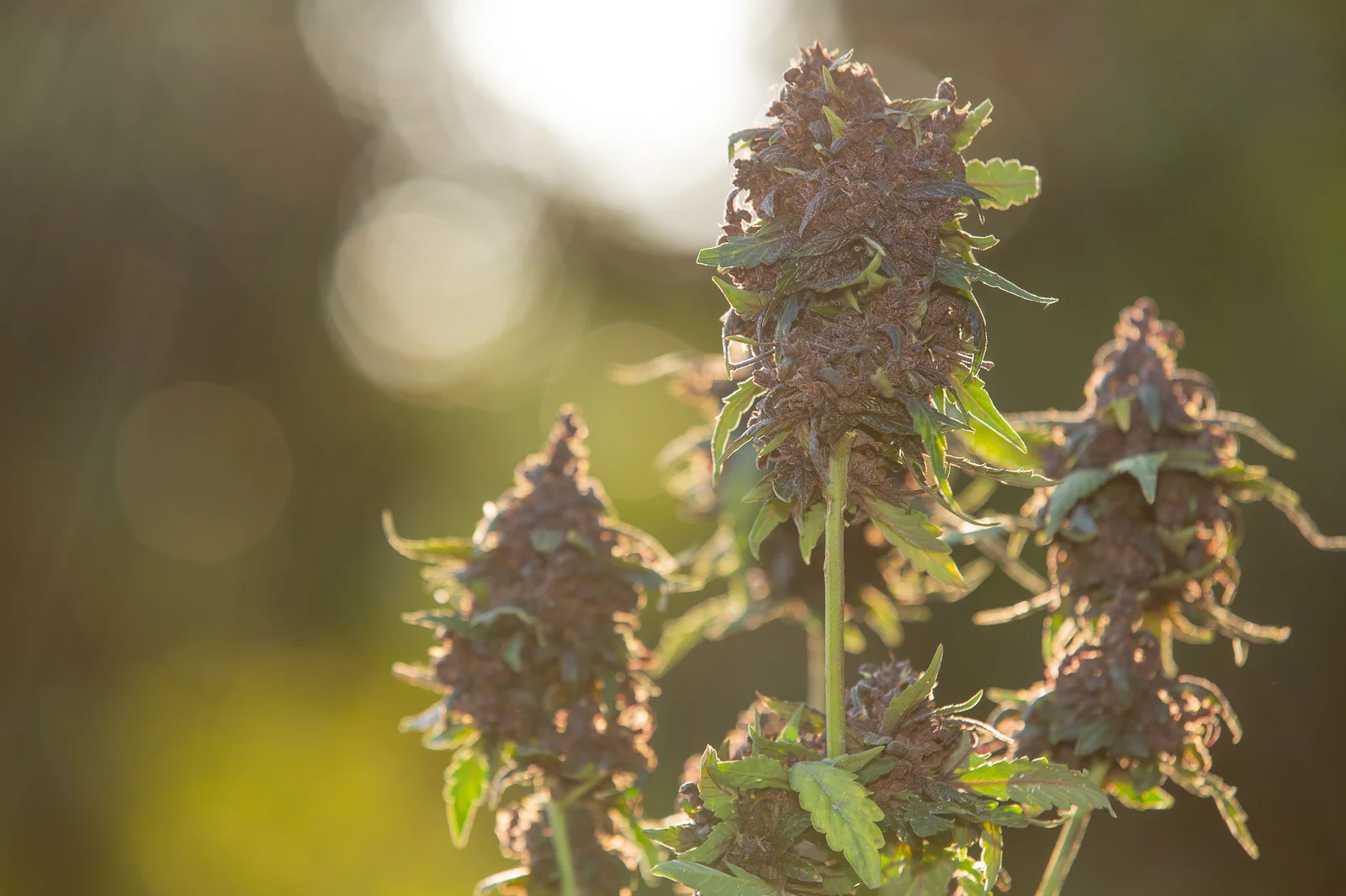 Outdoor cannabis plant with dense purple buds, shown in close-up to help identify early signs of thrips on cannabis and other pest-related damage.