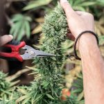 Mastering the Art of Cannabis Crafting: An Enlightening Journey into the Finesse of Trimming